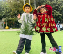 系列相关树叶的深度探究勾当